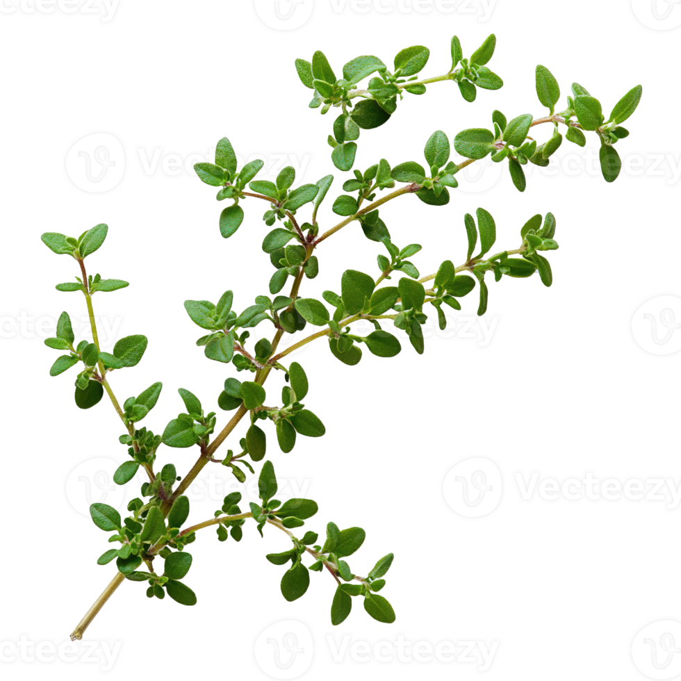 Organic Thyme Branches Cluster Against Transparent Background png