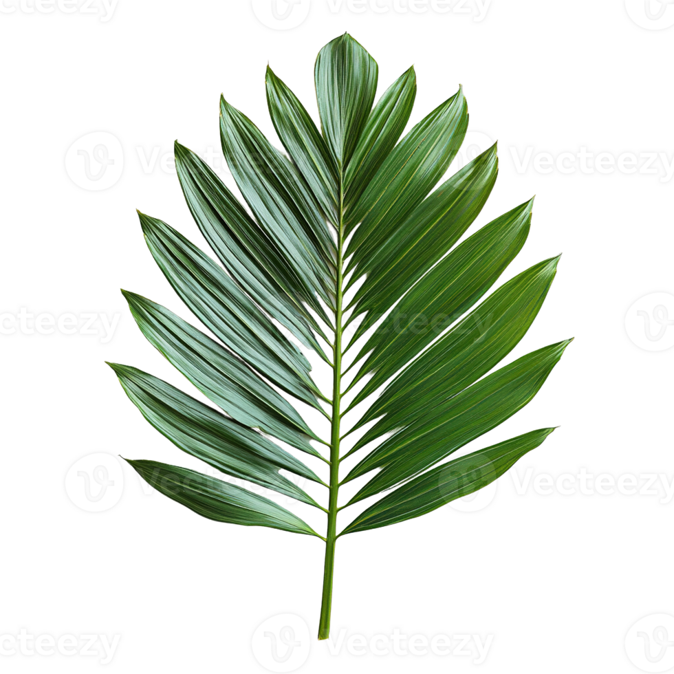 Fresh Green Palm Leaf Branch Isolated on Transparent Background png