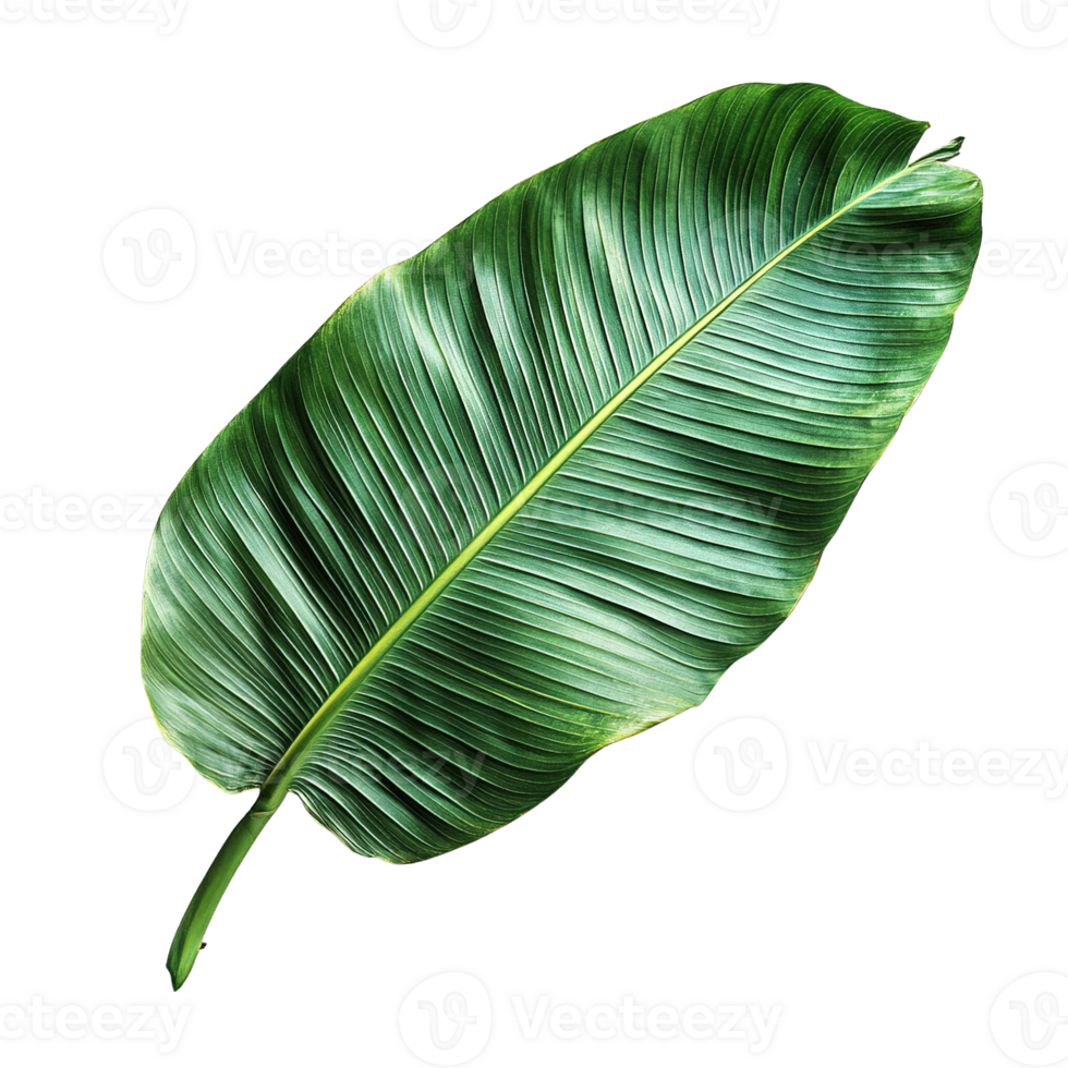 Close-Up of Banana Leaf Veins and Texture with a Vibrant Green Finish png