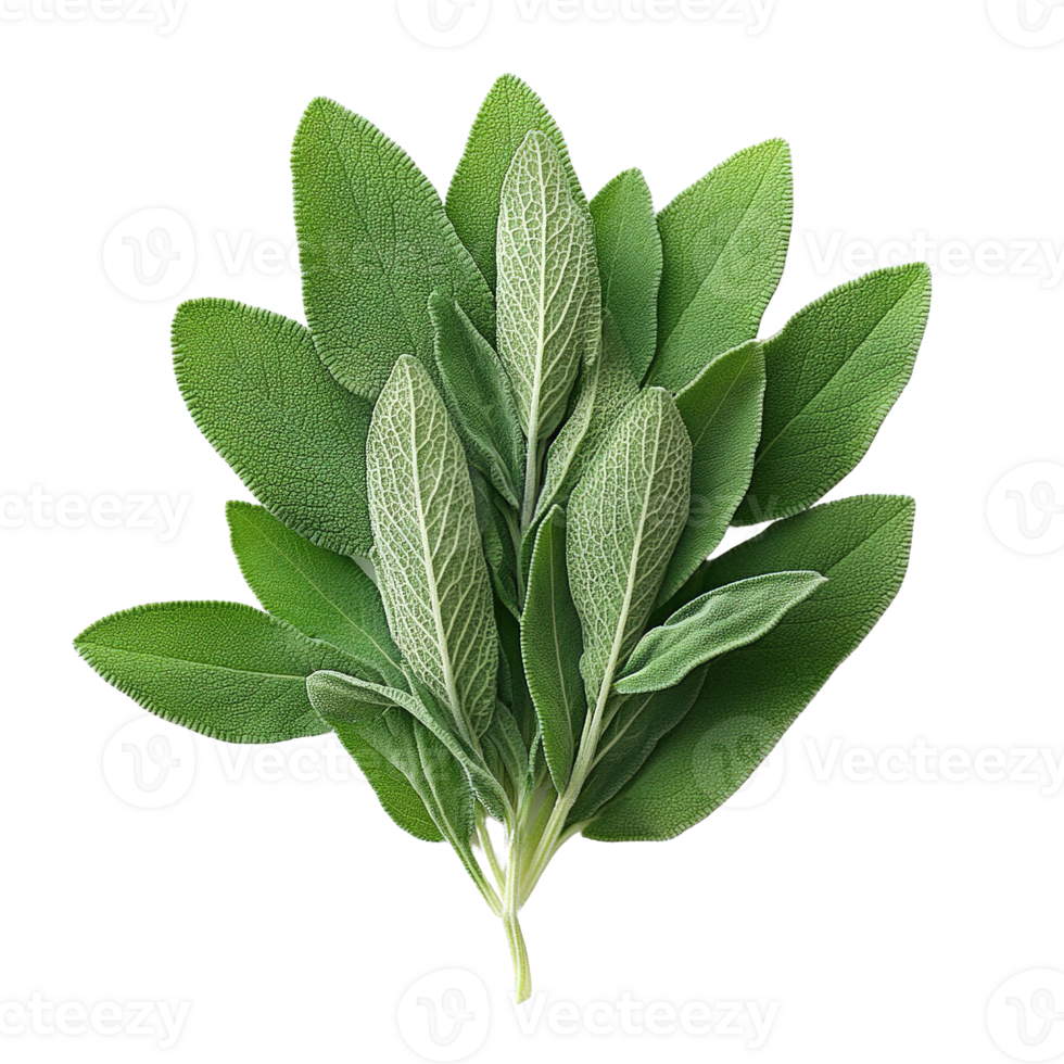 Garden Fresh Sage Leaves Arrangement Isolated png