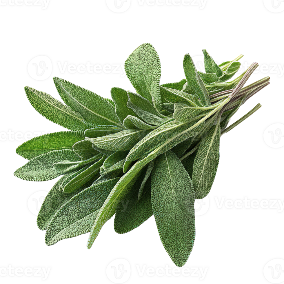 Fresh Sage Leaves Bundle Isolated png