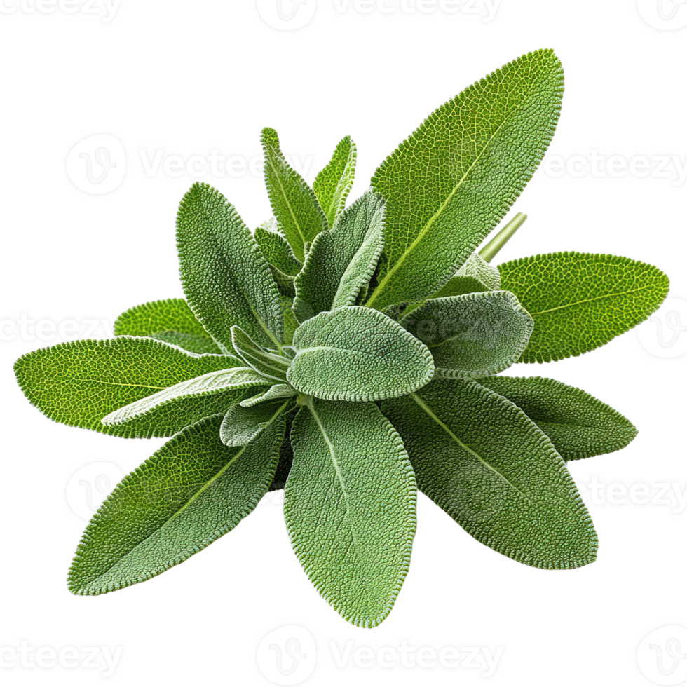 Medicinal Sage Plant Leaves Close-up Isolated on Transparent Background png
