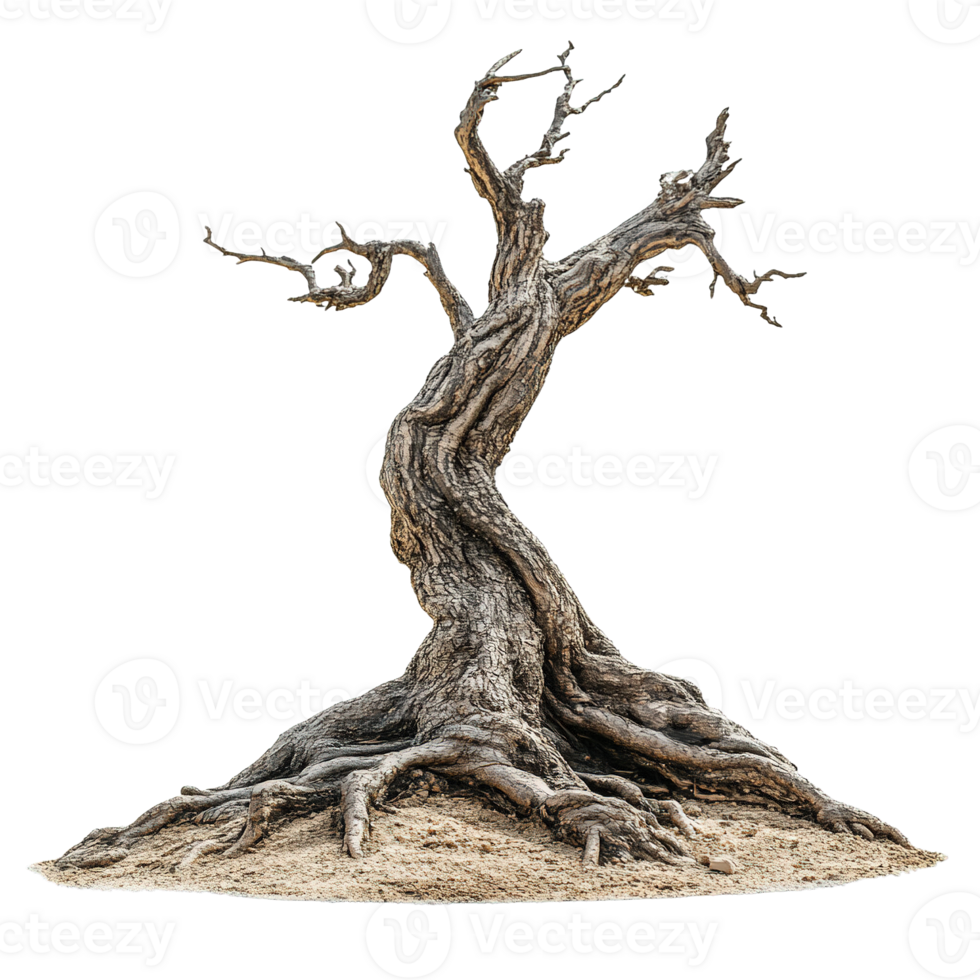 Weathered Trees with Natural Roots Above Ground png