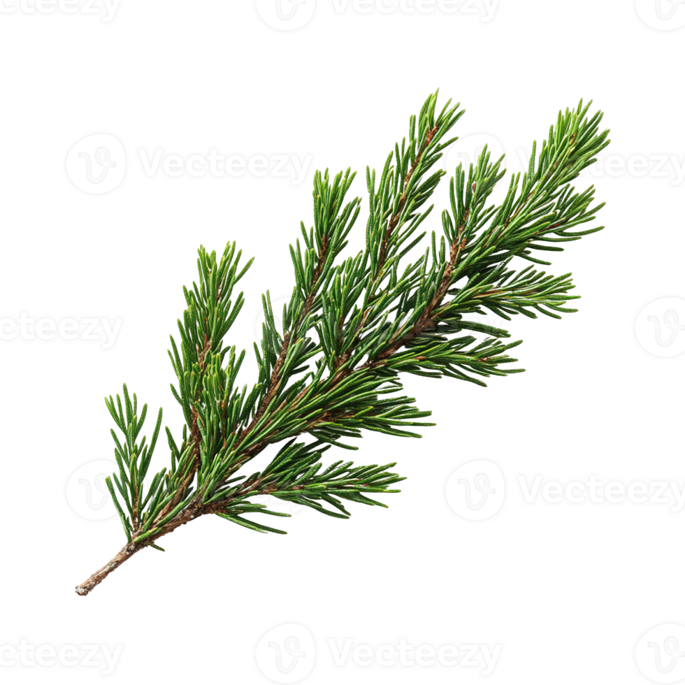 Natural Pine Branch with Fresh Green Foliage Isolated on Transparent background png