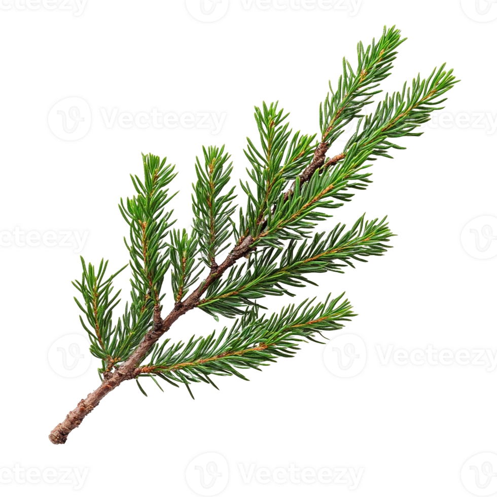 Detailed Evergreen Spruce Branch with Fresh Needles Isolated on Transparent background png