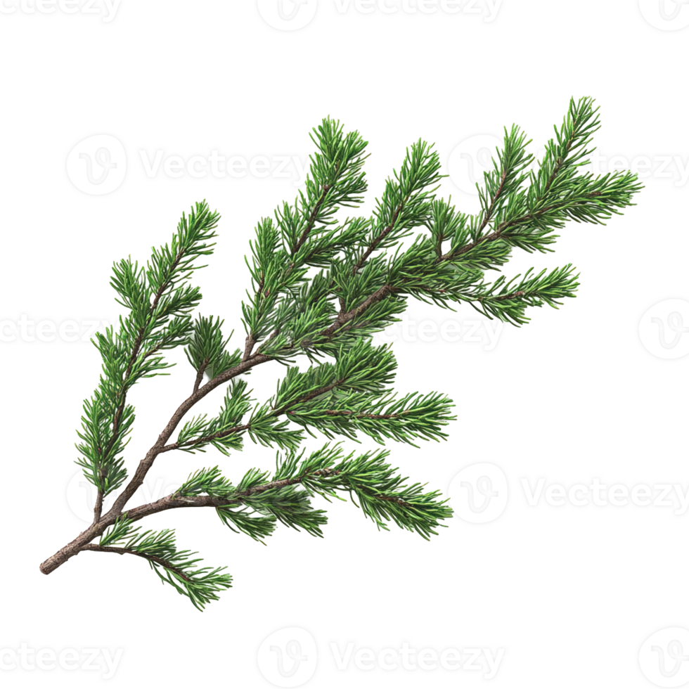 Fresh Evergreen Branch with Vibrant Needles png
