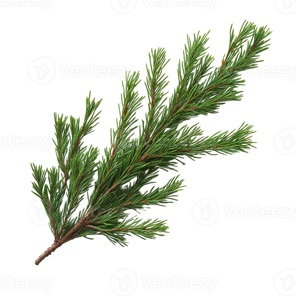 Detailed Spruce Tree Branch with Lush Green Needles png