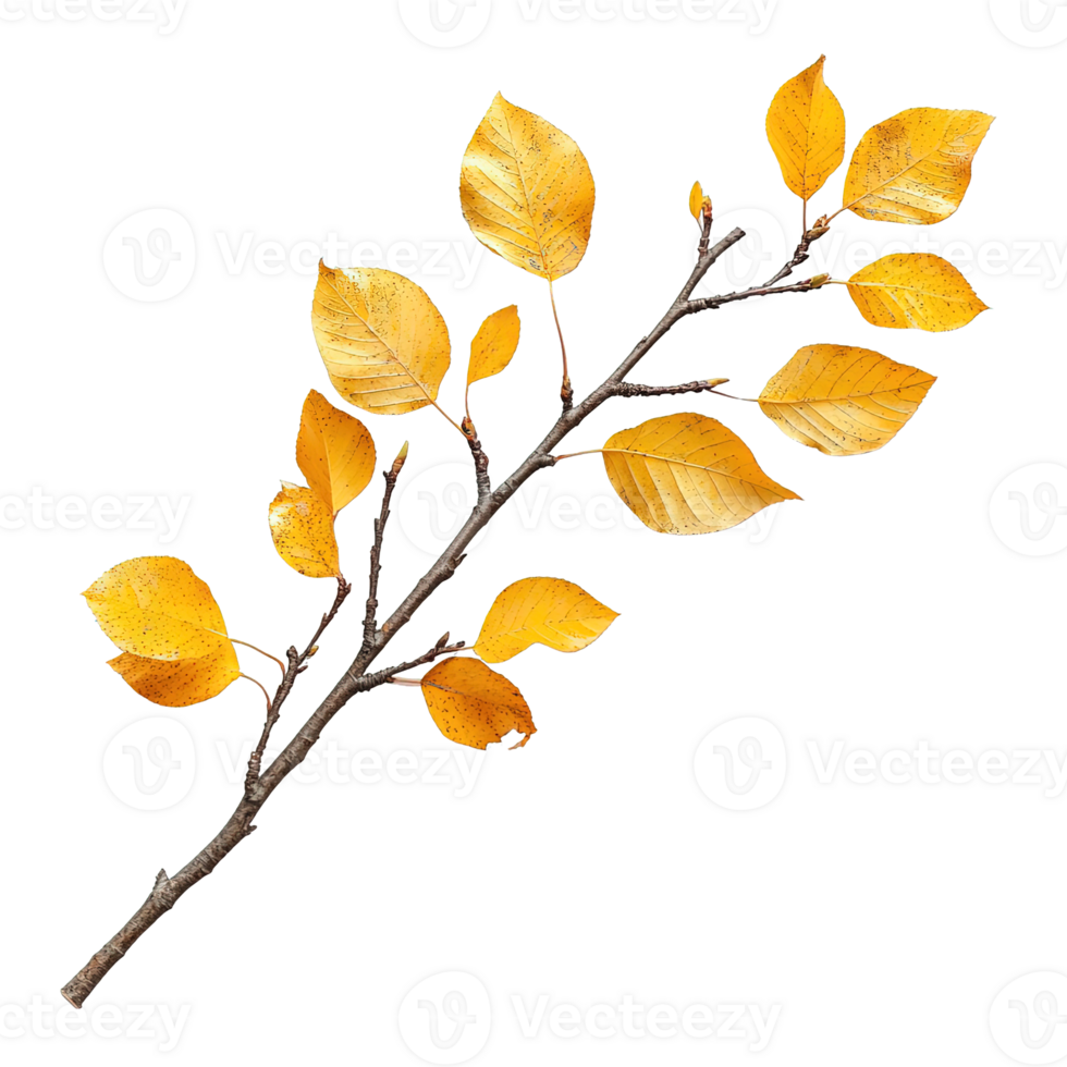 Minimalist Fall Season Branch with Golden Leaves on Transparent Background png