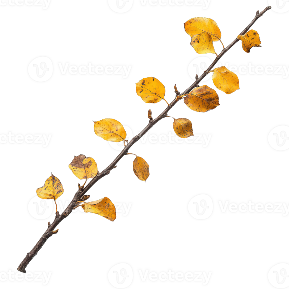 Single Branch with Yellow Fall Leaves Isolated on Transparent Background png