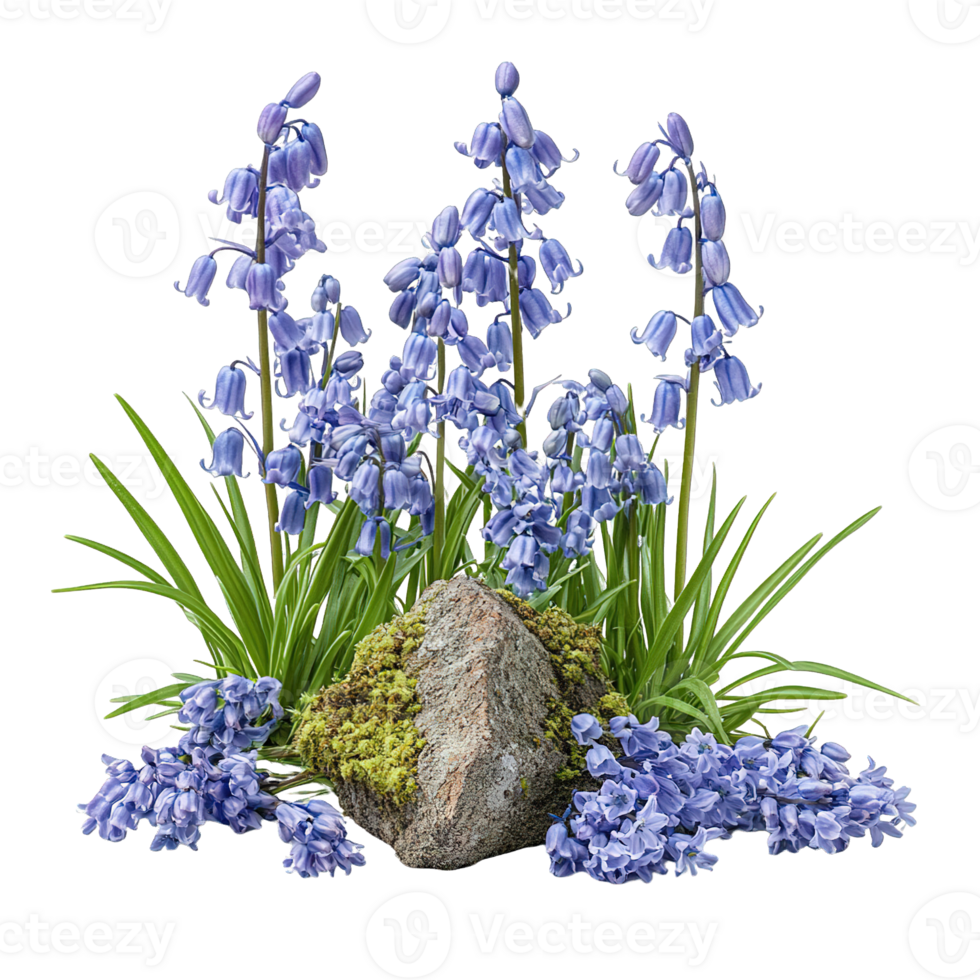Fresh Bluebell Flowers Surrounding Mossy Rocks png