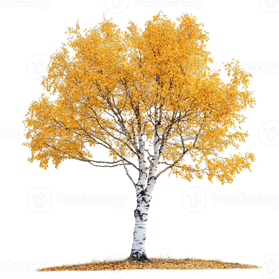 Elegant Silver Birch with Brilliant Yellow Fall Foliage on Transparent Background png