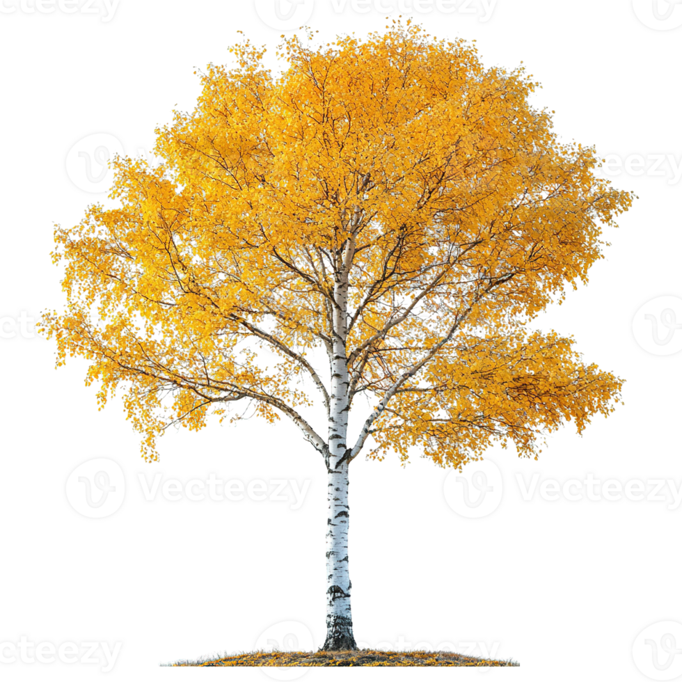 Golden Fall Birch Tree Isolated on Transparent Background png