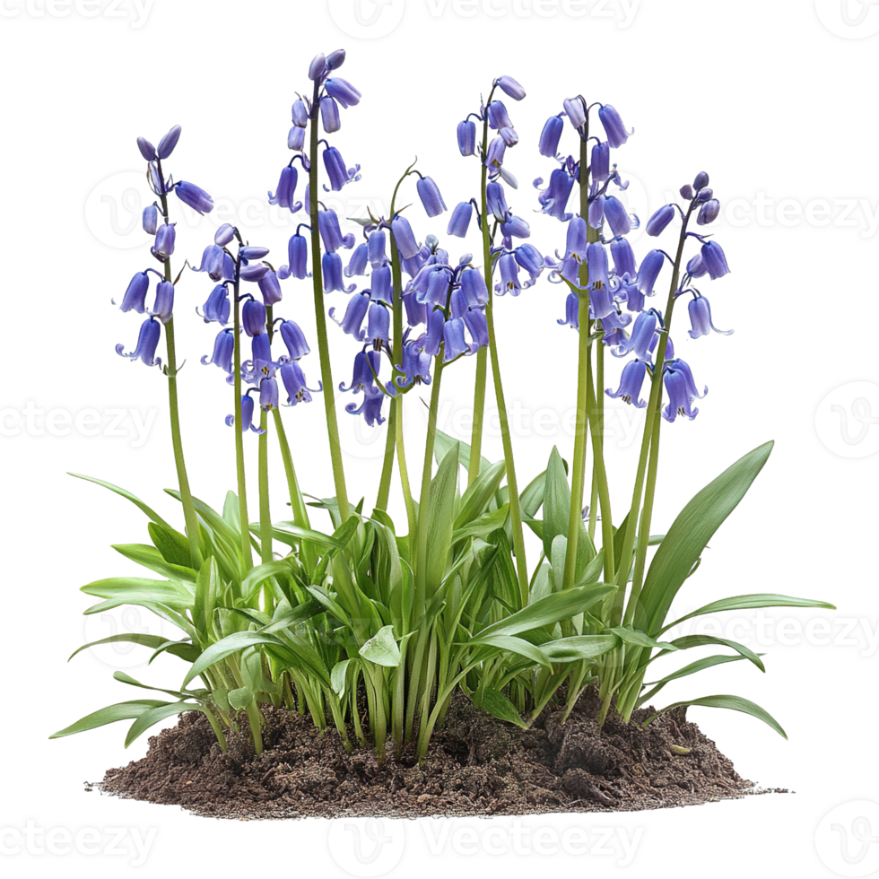 Vibrant Bluebell Clusters in a Woodland Clearing Isolated png