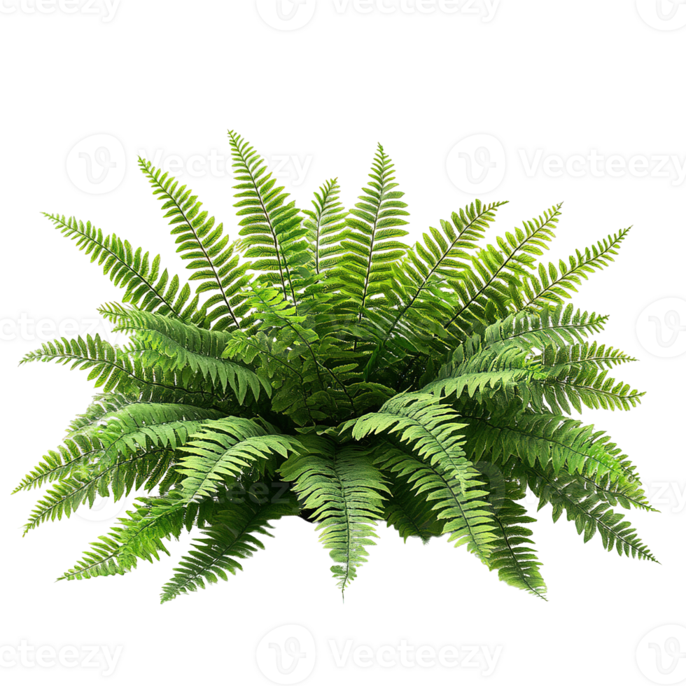 Fresh Wild Fern Plant Cluster with Multiple Fronds Isolated png