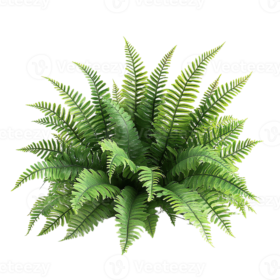 Fresh Green Fern Bush with Detailed Fronds Isolated on Transparent Background png