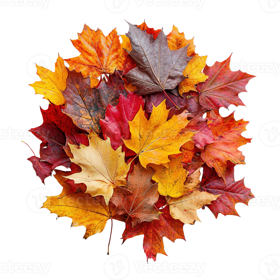 Close-Up of Colorful Maple Leaves in Reds, Yellows, and Browns png