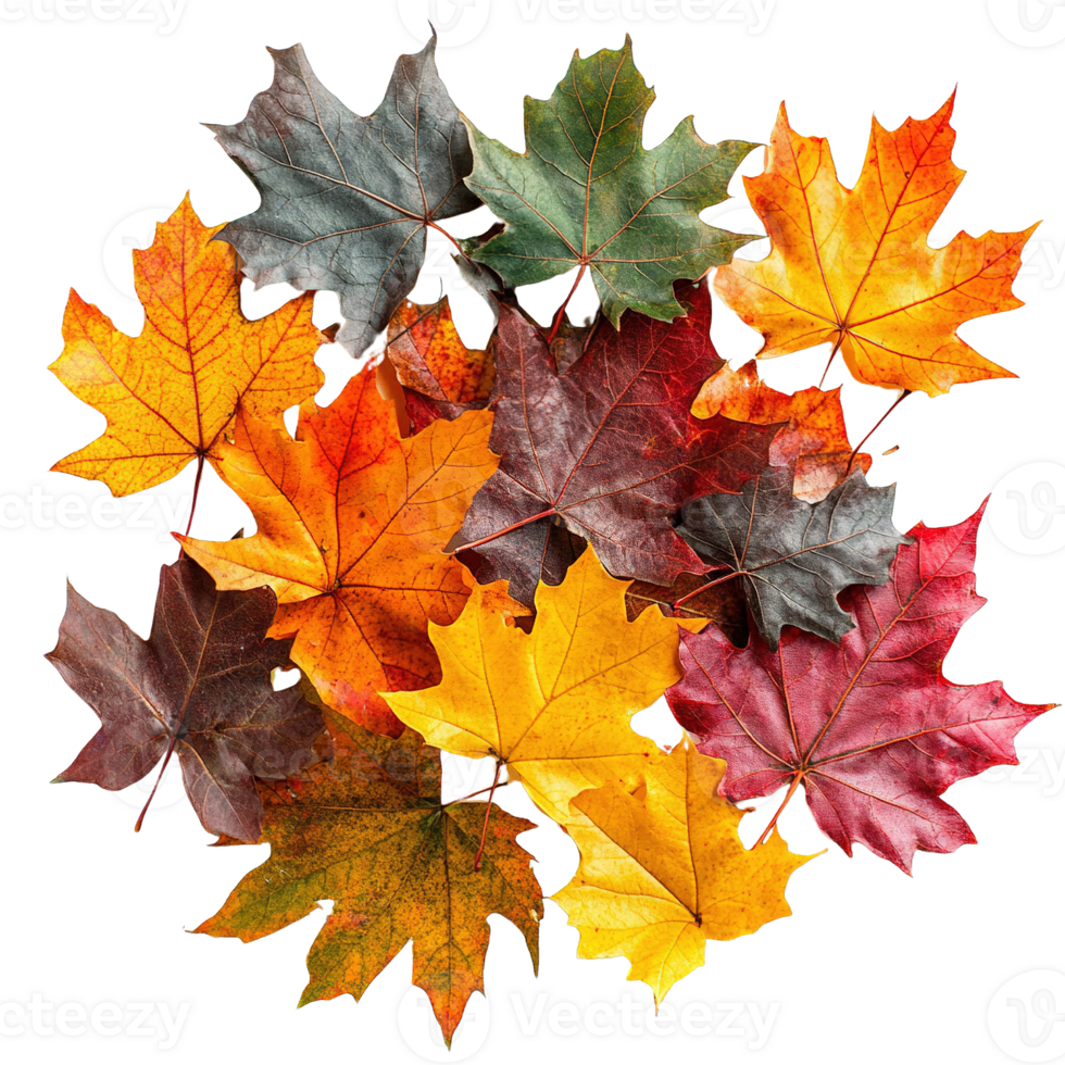 Vibrant Autumn Maple Leaves in Assorted Colors Isolated png