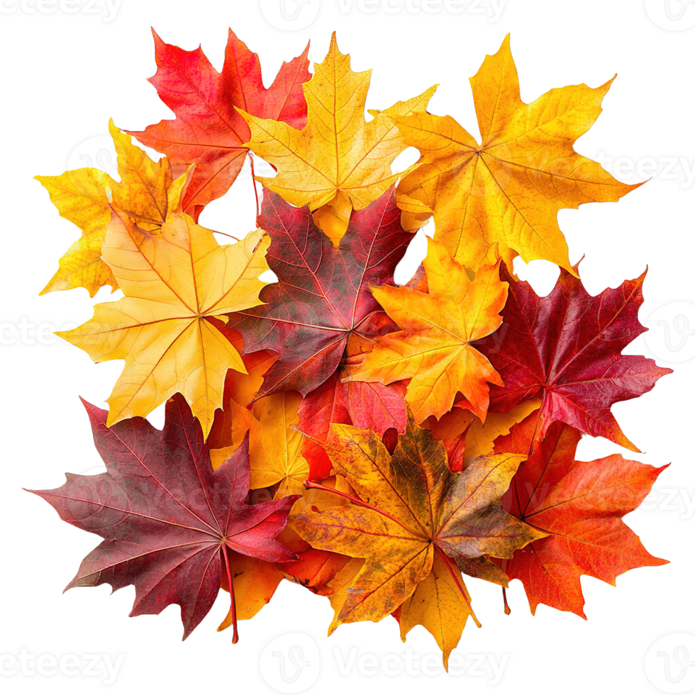 Elegant and Vibrant Fall Maple Leaves Isolated on Transparent Background png