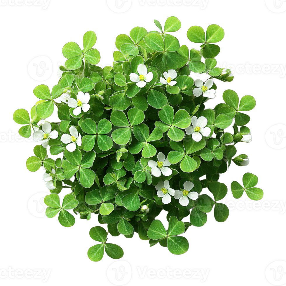 Dense Clover Foliage with Delicate Blossoms Isolated on Transparent Background png