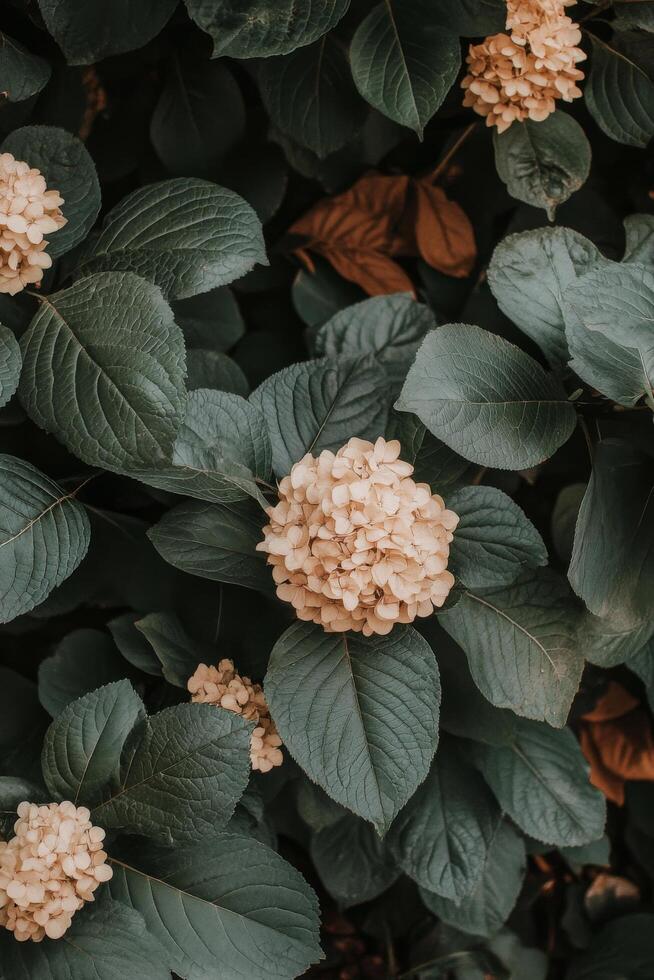 Pink hydrangea flowers blooming among lush green leaves in a garden during spring season photo