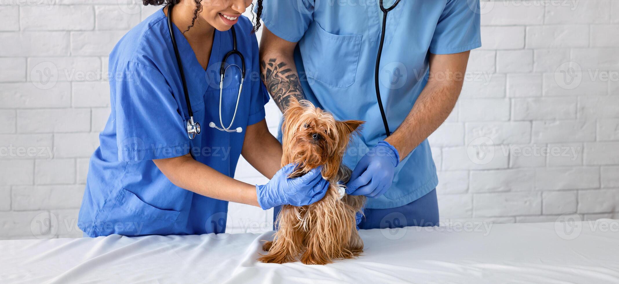 Professional veterinary doctors checking little dog's breathing at animal clinic photo