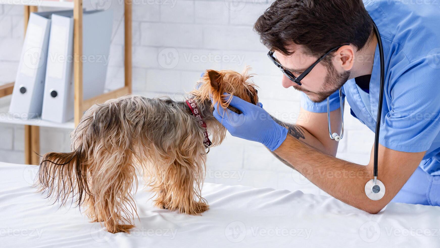 Experienced veterinarian performing physical exam on little dog in animal clinic photo