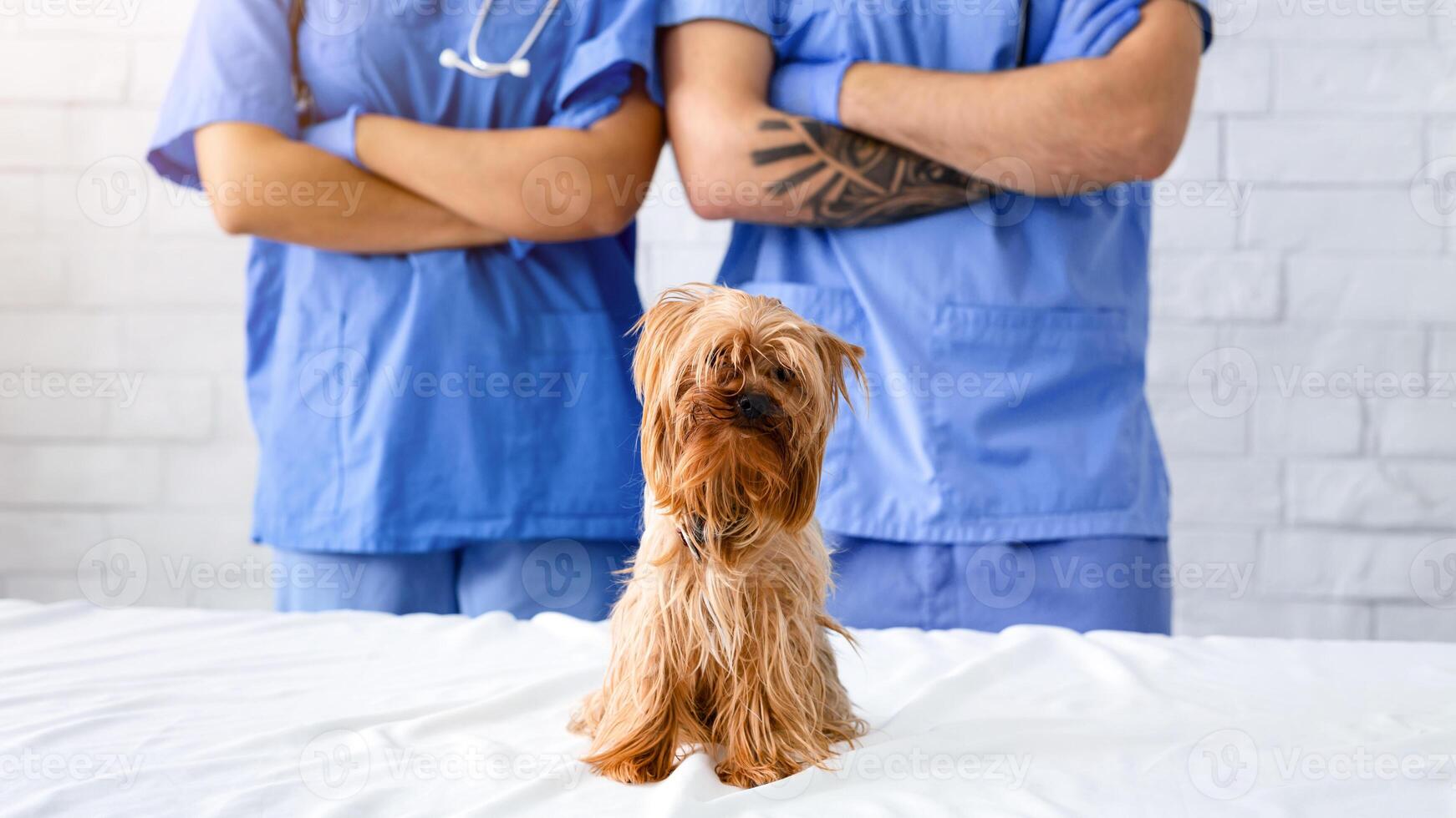 Unrecognizable veterinarian team with crossed arms and little Yorkshire terrier at animal clinic, close up photo