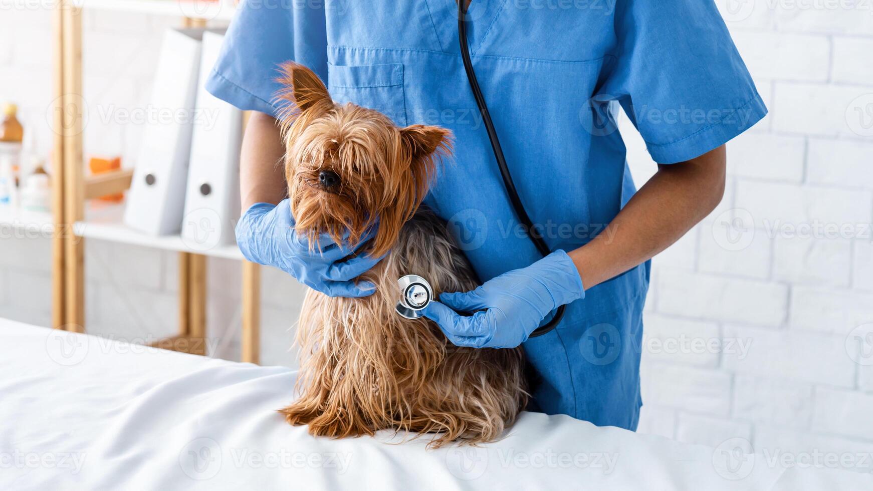 Unrecognizable young veterinarian with stethoscope checking dog's heartbeat in vet clinic, close up of hands photo