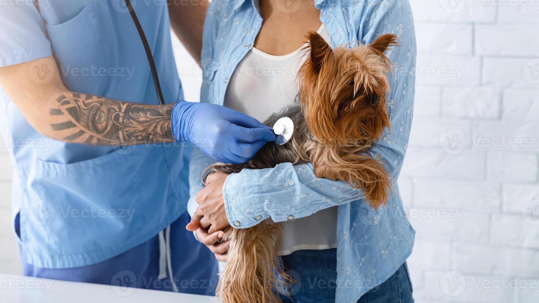 Closeup view of veterinary doctor listening to cute dog's heartbeat and pet owner in medical office photo