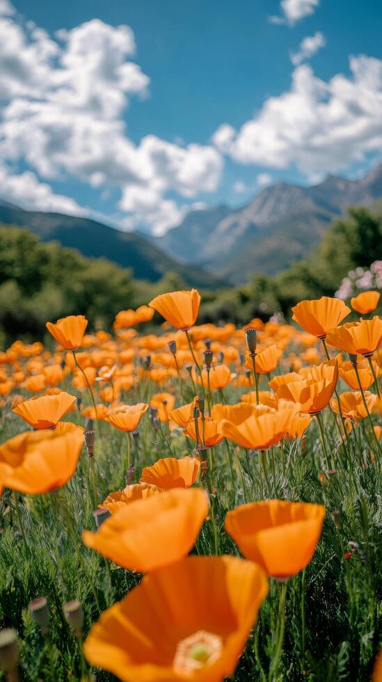 Vibrant orange poppy flowers bloom under a brilliant blue sky and fluffy clouds in a scenic meadow photo