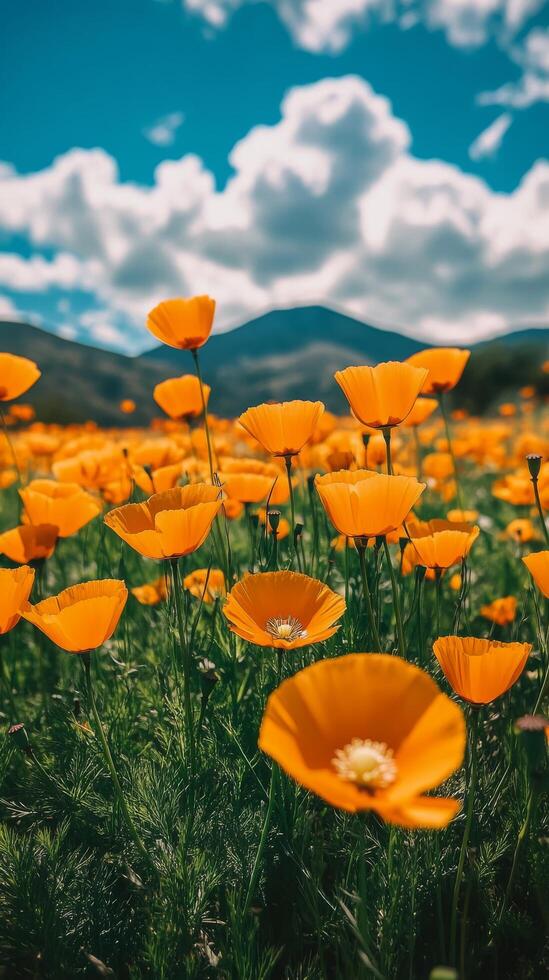 Vibrant orange poppy flowers bloom under a brilliant blue sky and fluffy clouds in a scenic meadow photo