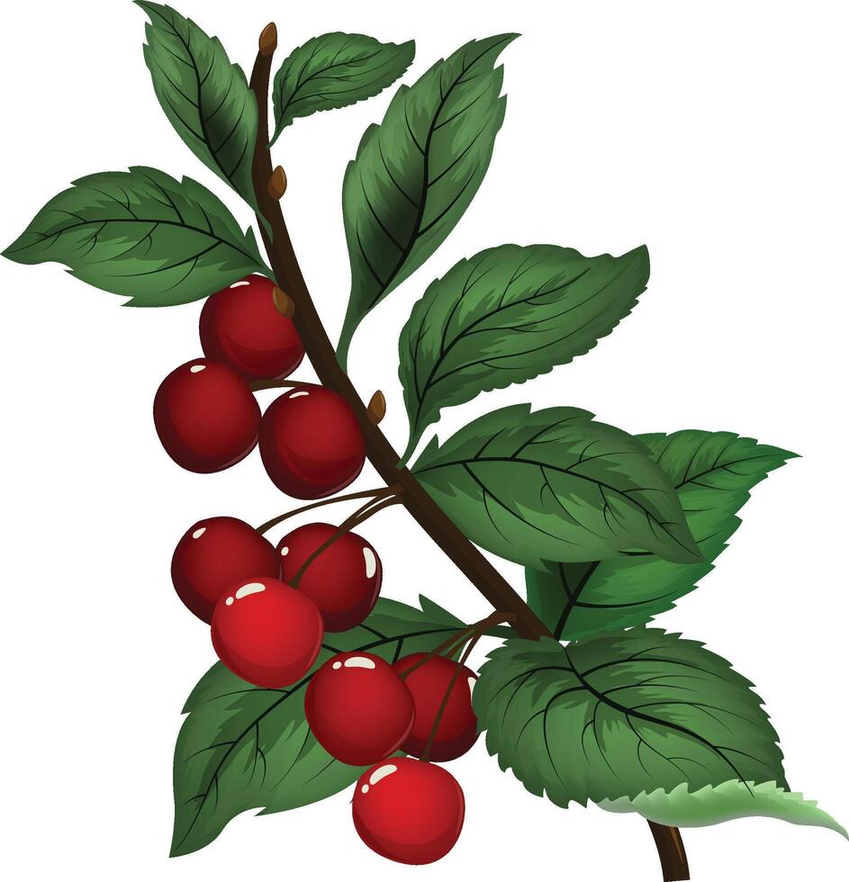 fruit icon idea vector