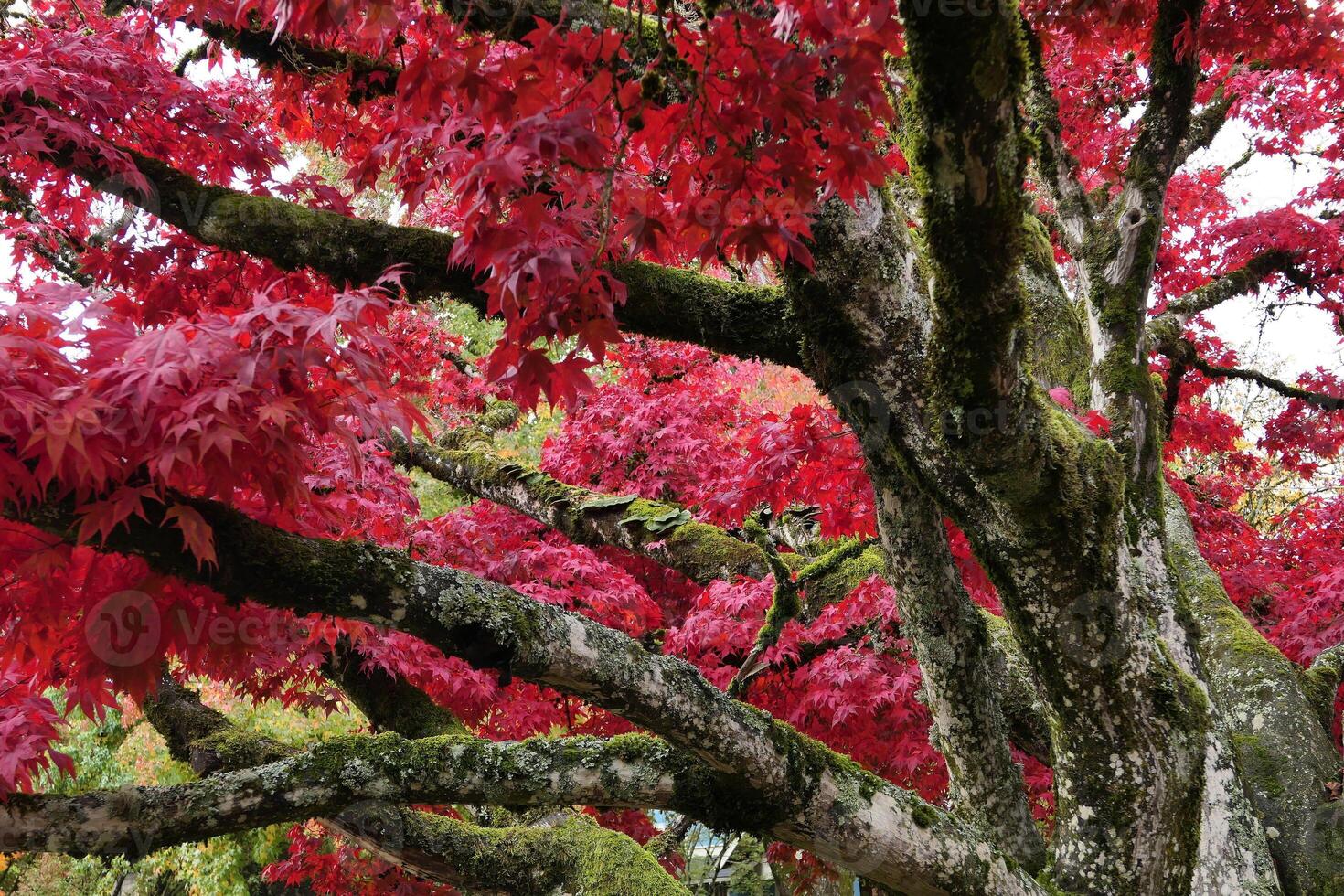 Fall color backgrounds, Salem, Oregon photo