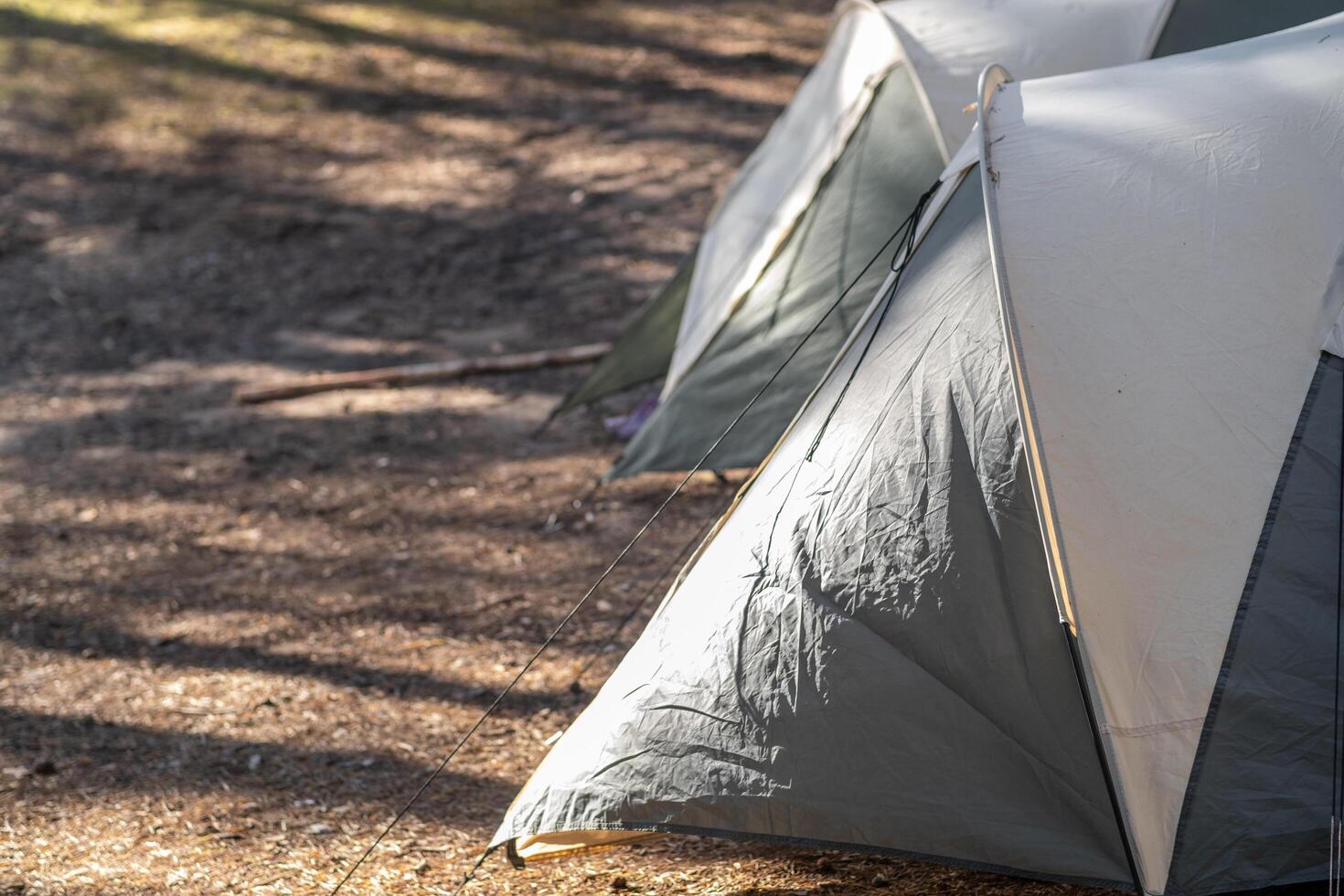 A group of camping tents is pitched among tall trees and dappled sunlight, creating a serene atmosphere for outdoor activities photo