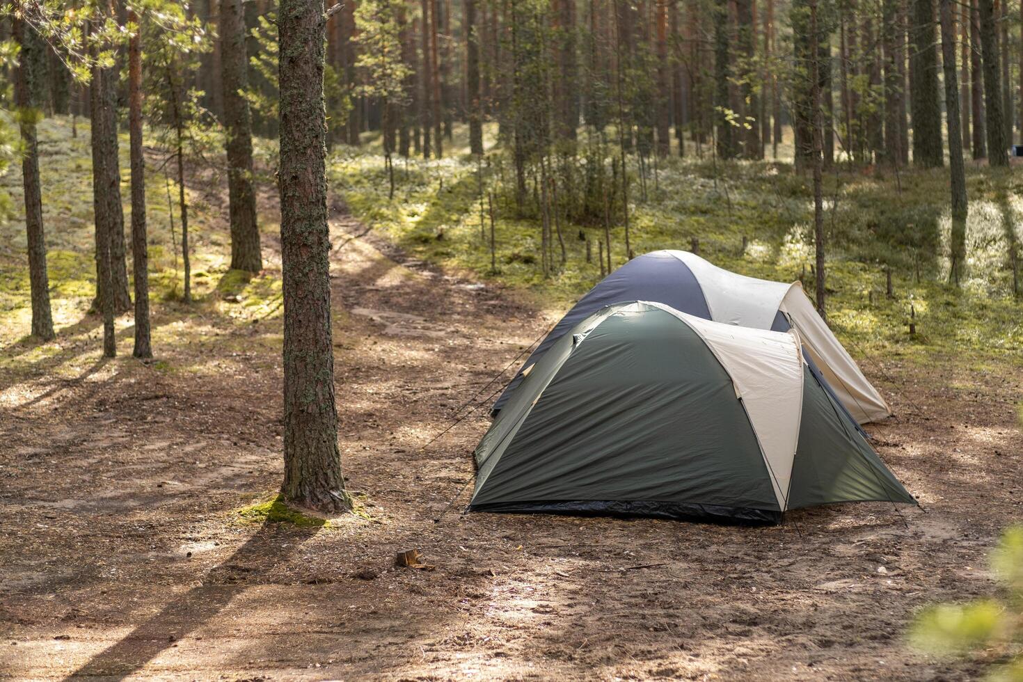 Two camping tents are set up in a quiet forest clearing with tall trees and soft sunlight filtering through the branches photo