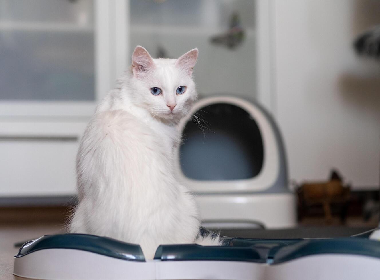 A fluffy white cat turns its head, observing the surroundings in a comfortable home environment, with pet supplies nearby photo