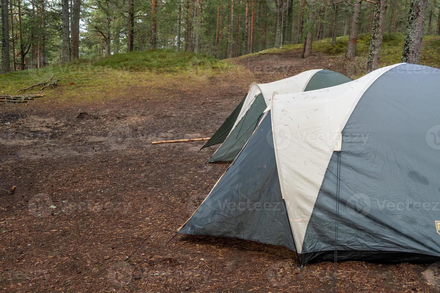 Two tents are pitched on a forest floor covered in pine needles, surrounded by trees and greenery in the late afternoon light photo