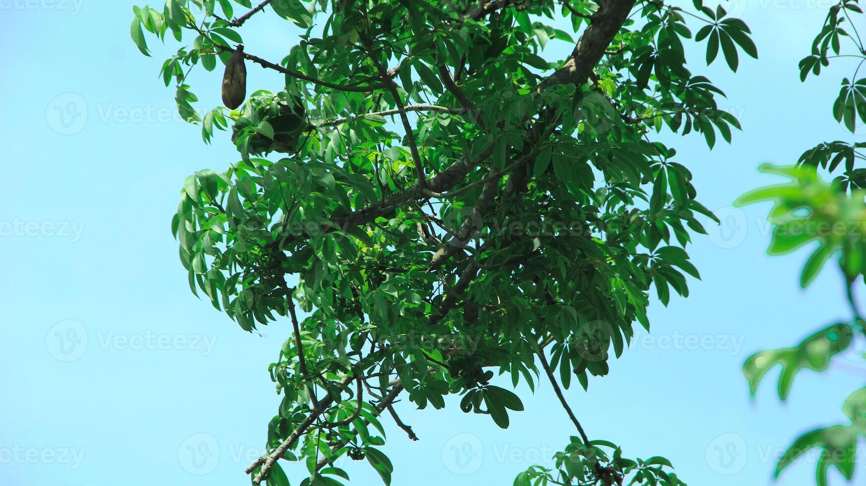 Ceiba pentandra or Kapok, also known as Javanese cotton, Javanese kapok, silk cotton or samauma, a lush growing green tree visible during the day photo