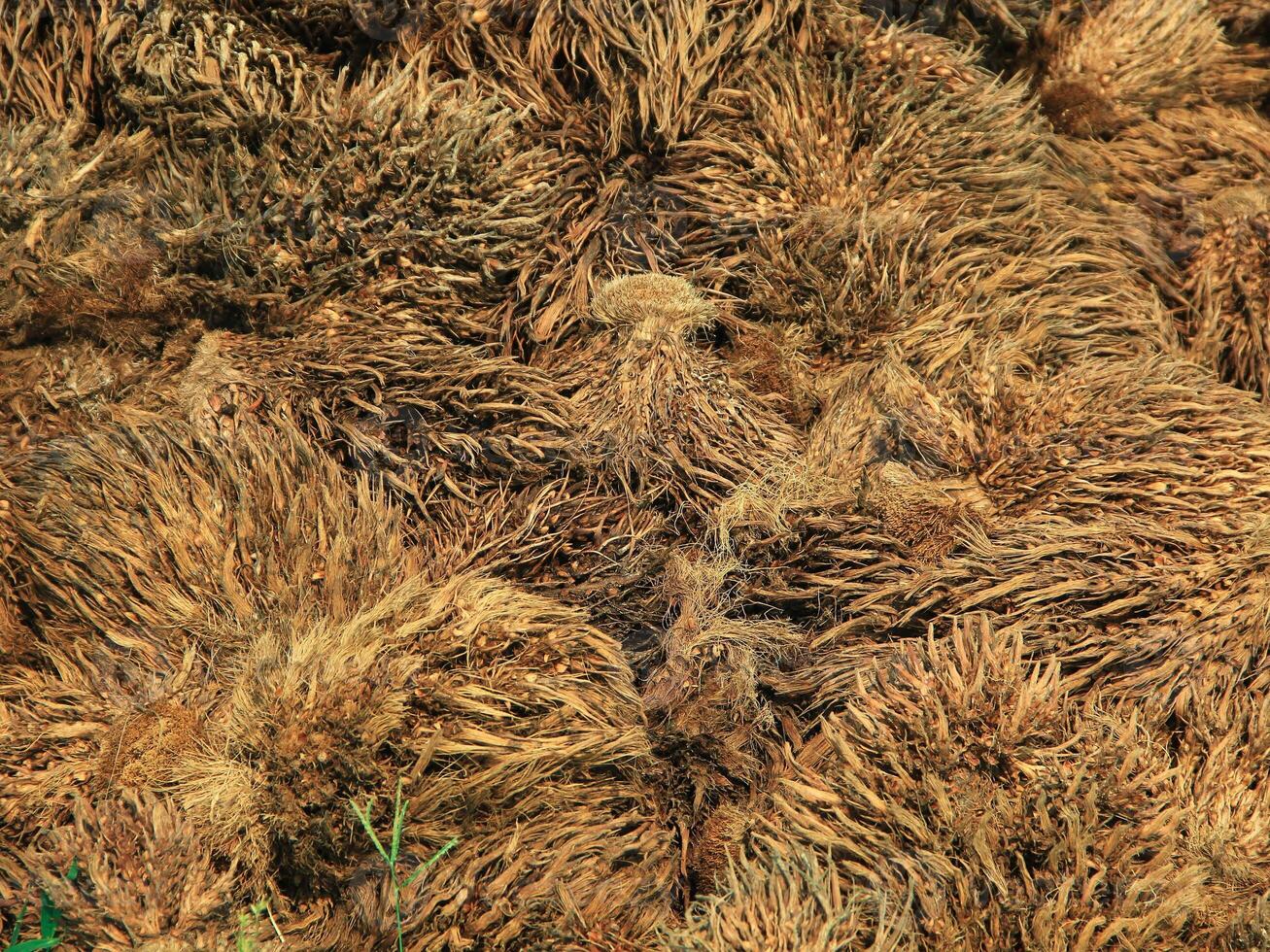 Waste from palm oil that has gone through a refining process and produces genuine cooking oil photo