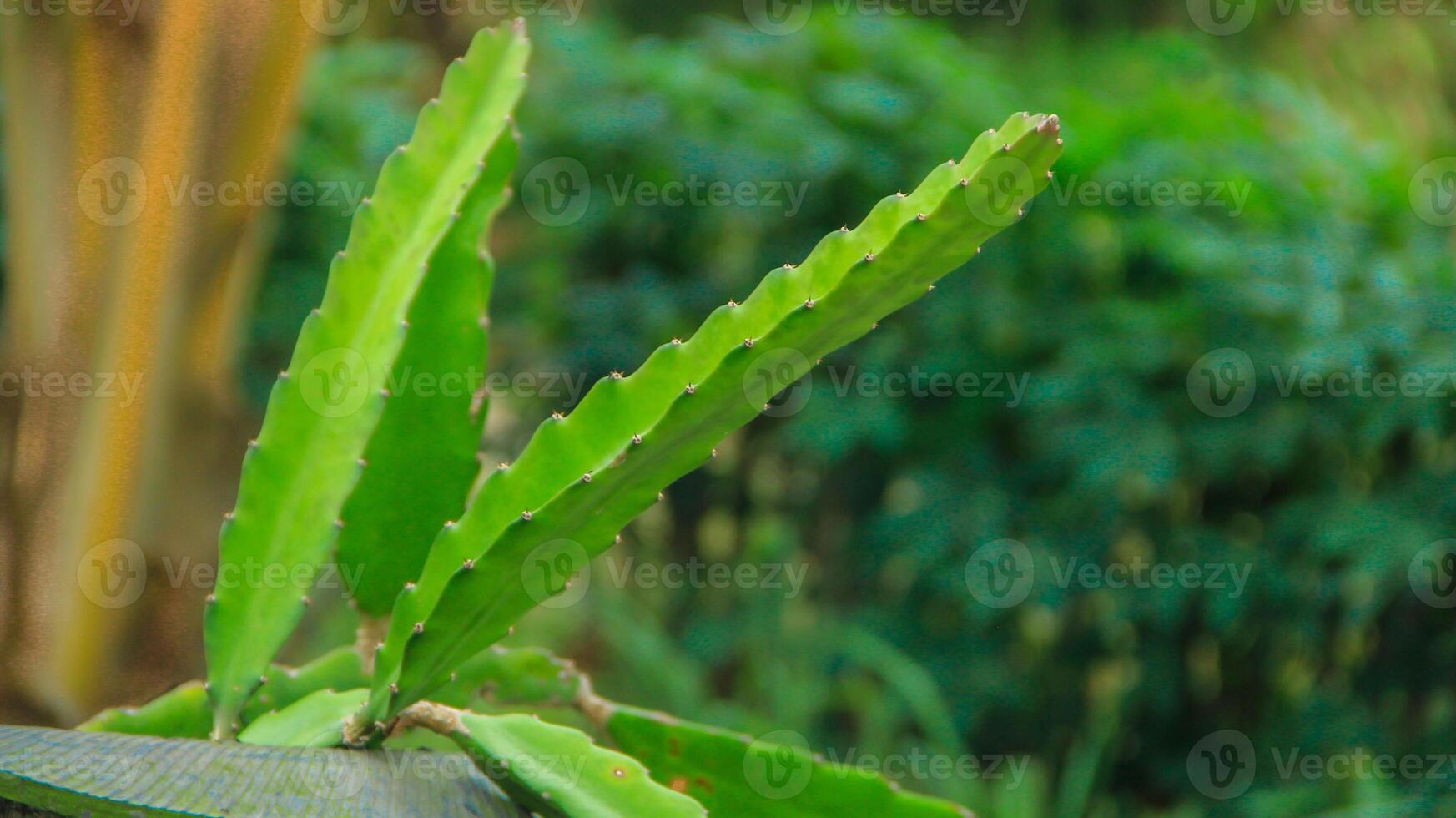 Dragon fruit trees or Pitaya which bear fruit naturally are visible during the day photo