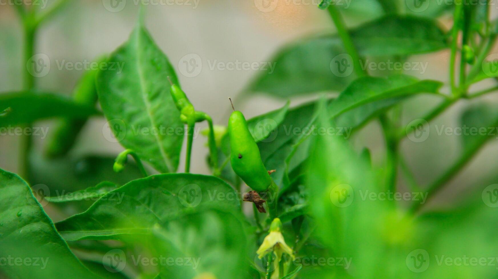 Cayenne pepper ready to be harvested on a fertile tree on a sunny day photo