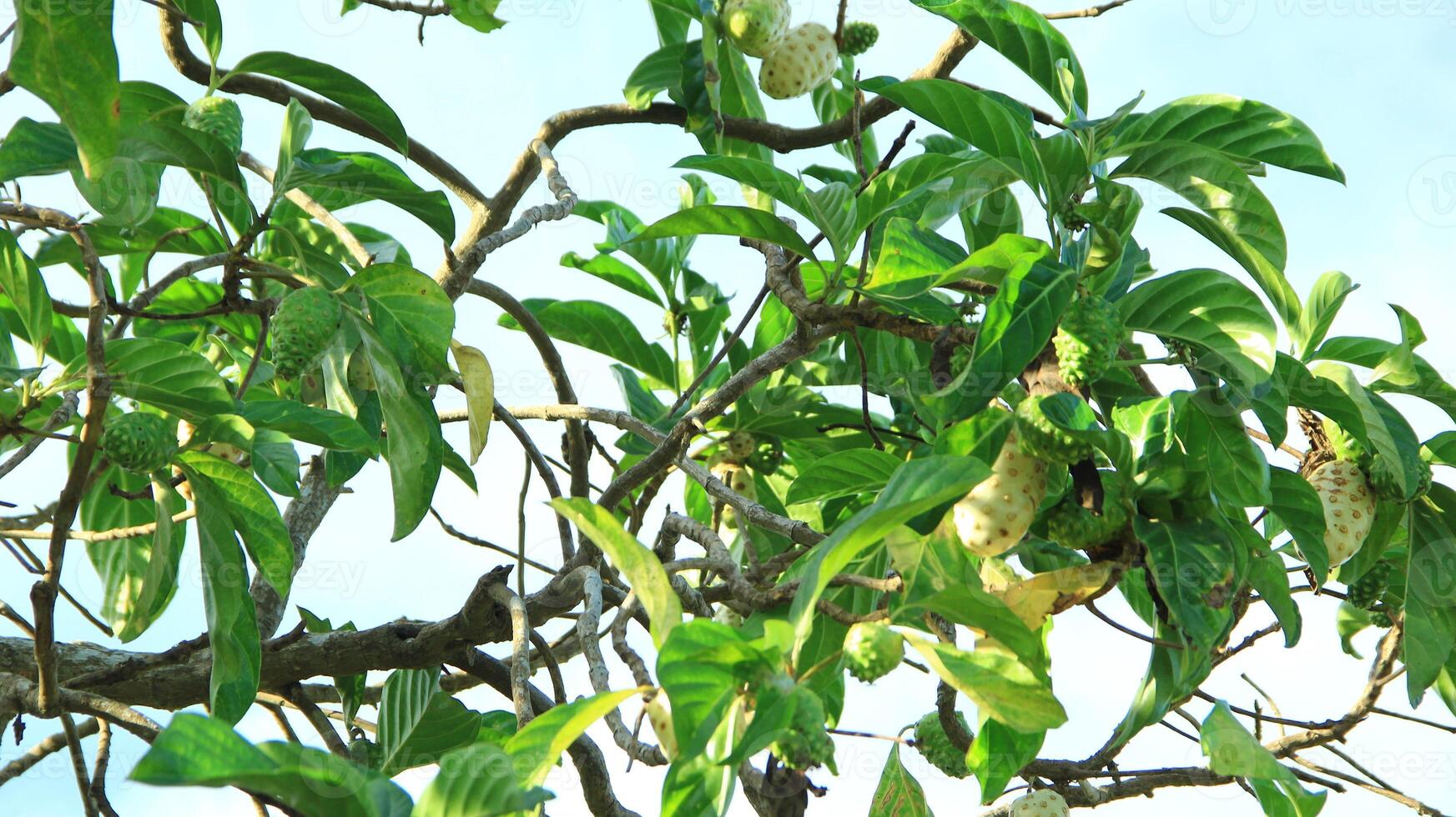 Fresh noni fruit or Morinda citrifolia or noni fruit on a tree that grows abundantly can be seen during the day photo