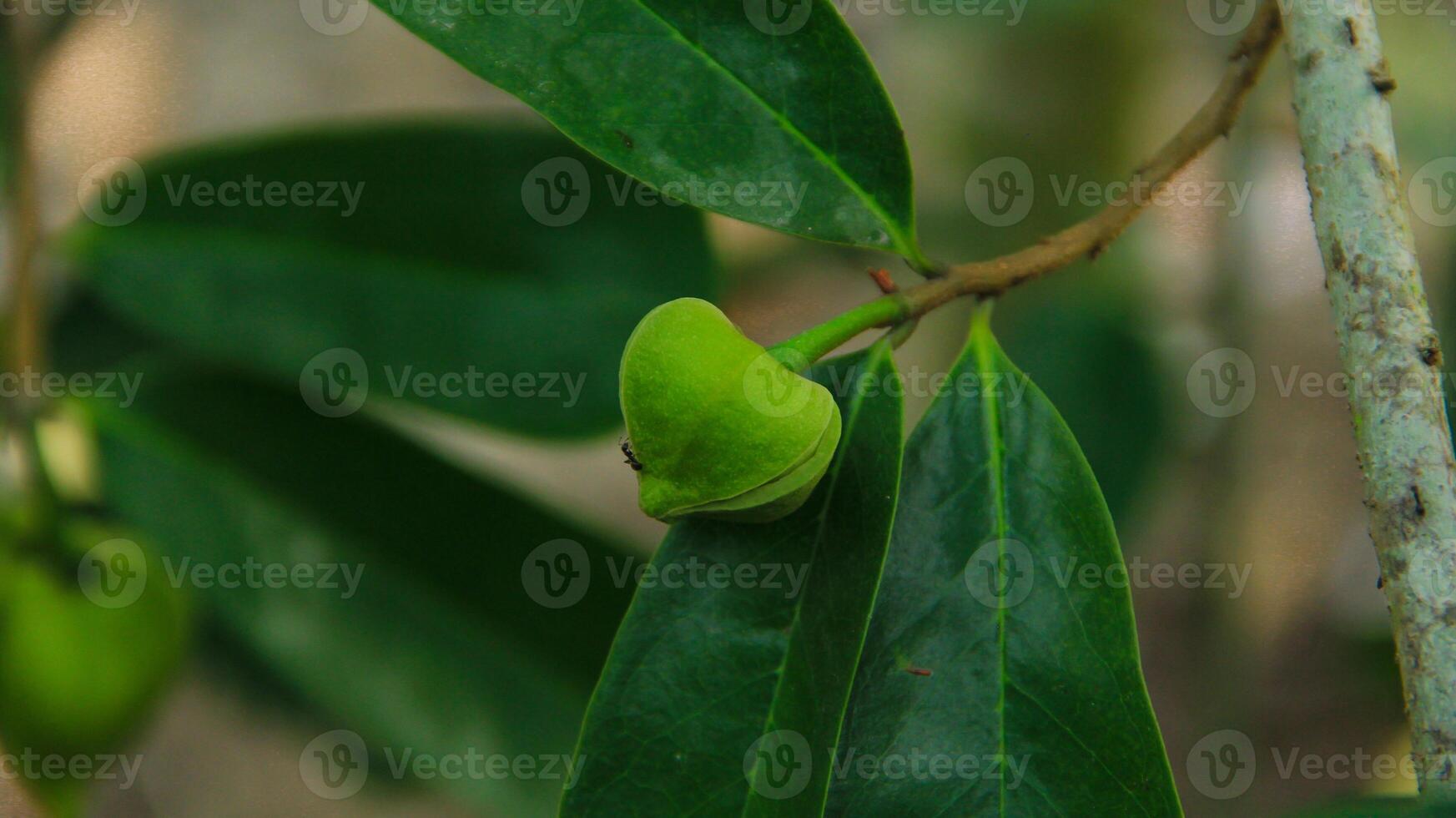 The soursop pistils in the garden are growing well and are blooming photo