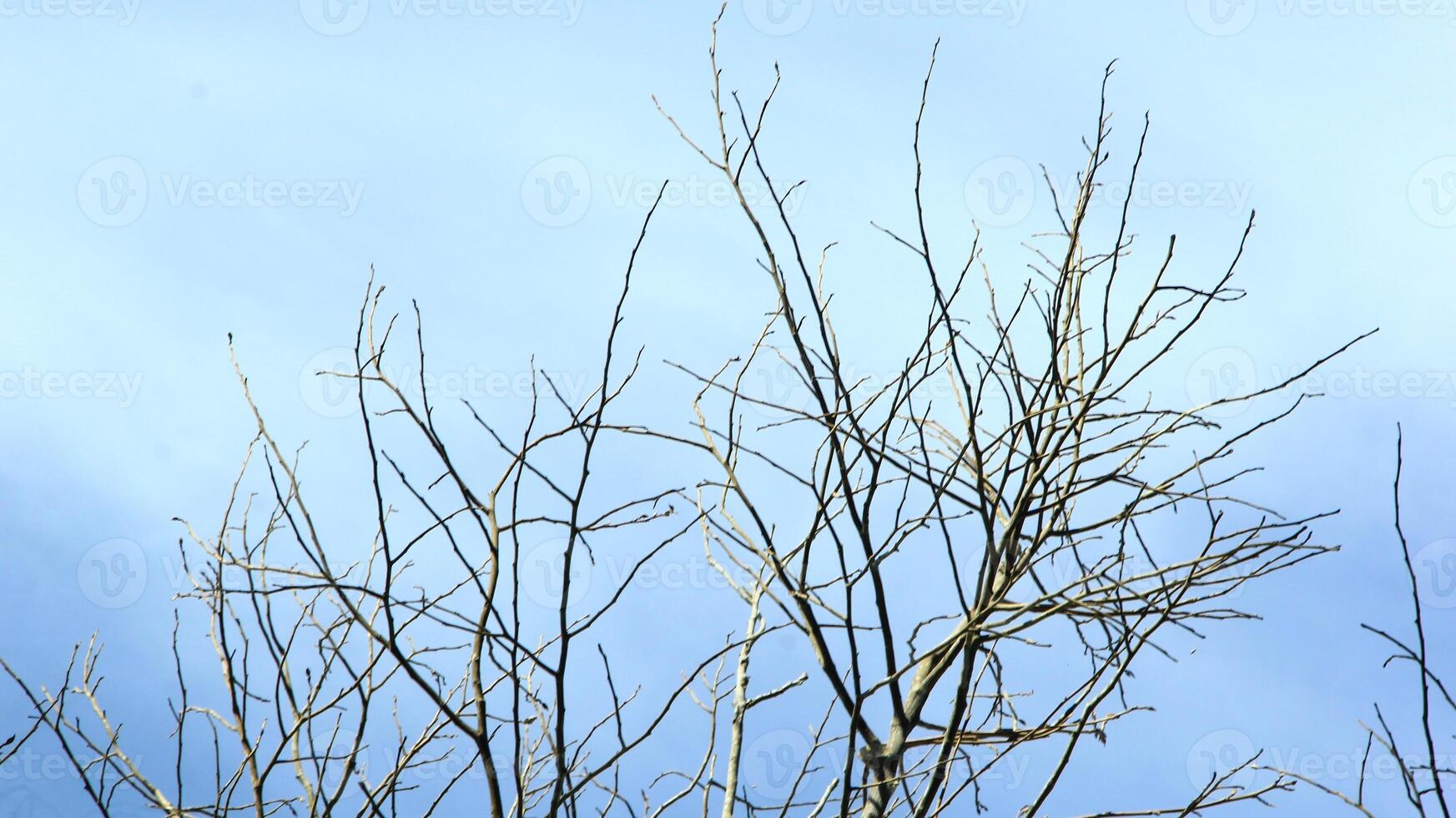 Dry old branches against the sky background look beautiful during the day photo
