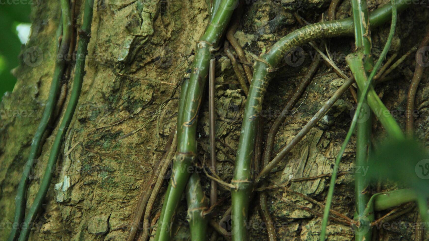 wood fiber from the bira bira tree or Alocasia macrorrhizos, macrorrhiza - Alocasia macrorrhizos, grows well seen on a sunny day photo