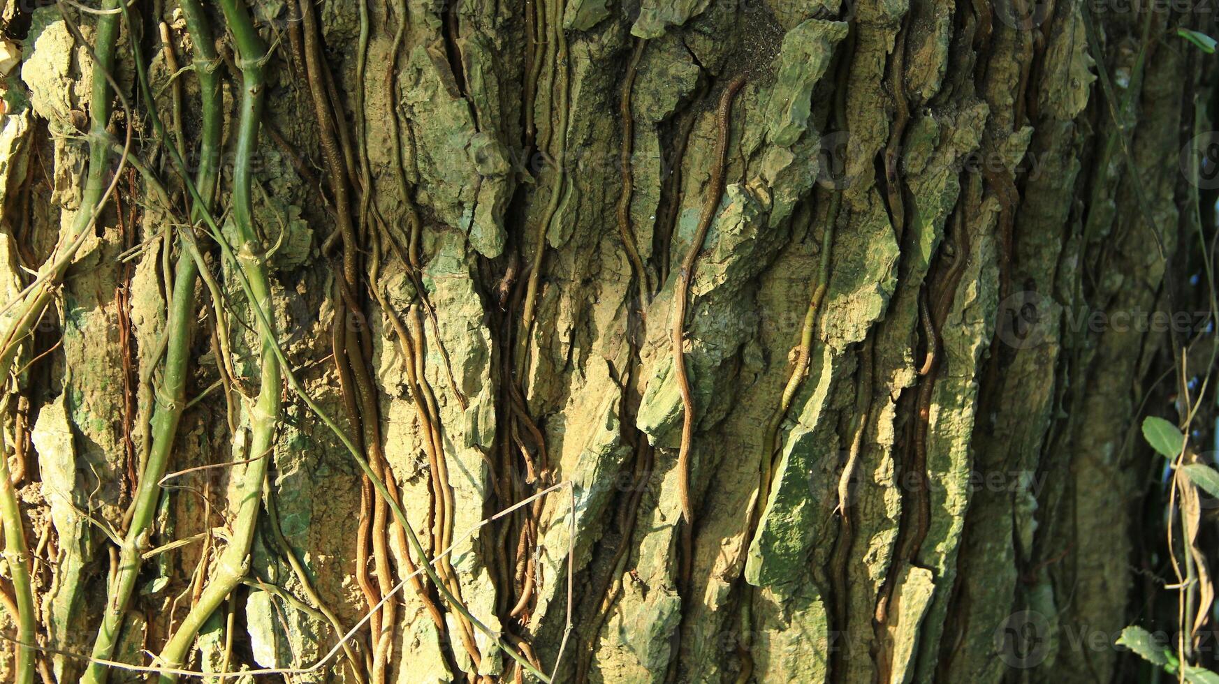 wood fiber from the bira bira tree or Alocasia macrorrhizos, macrorrhiza - Alocasia macrorrhizos, grows well seen on a sunny day photo