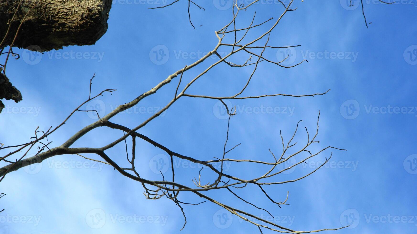 Dry old branches against the sky background look beautiful during the day photo