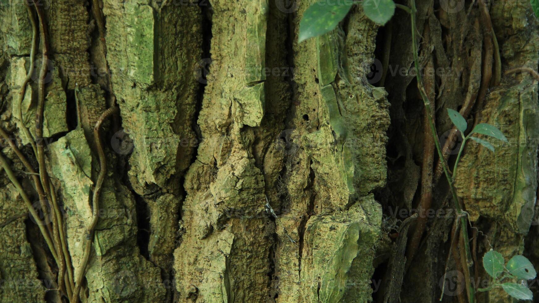 wood fiber from the bira bira tree or Alocasia macrorrhizos, macrorrhiza - Alocasia macrorrhizos, grows well seen on a sunny day photo