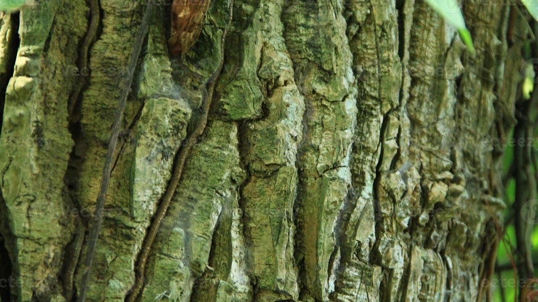 wood fiber from the bira bira tree or Alocasia macrorrhizos, macrorrhiza - Alocasia macrorrhizos, grows well seen on a sunny day photo