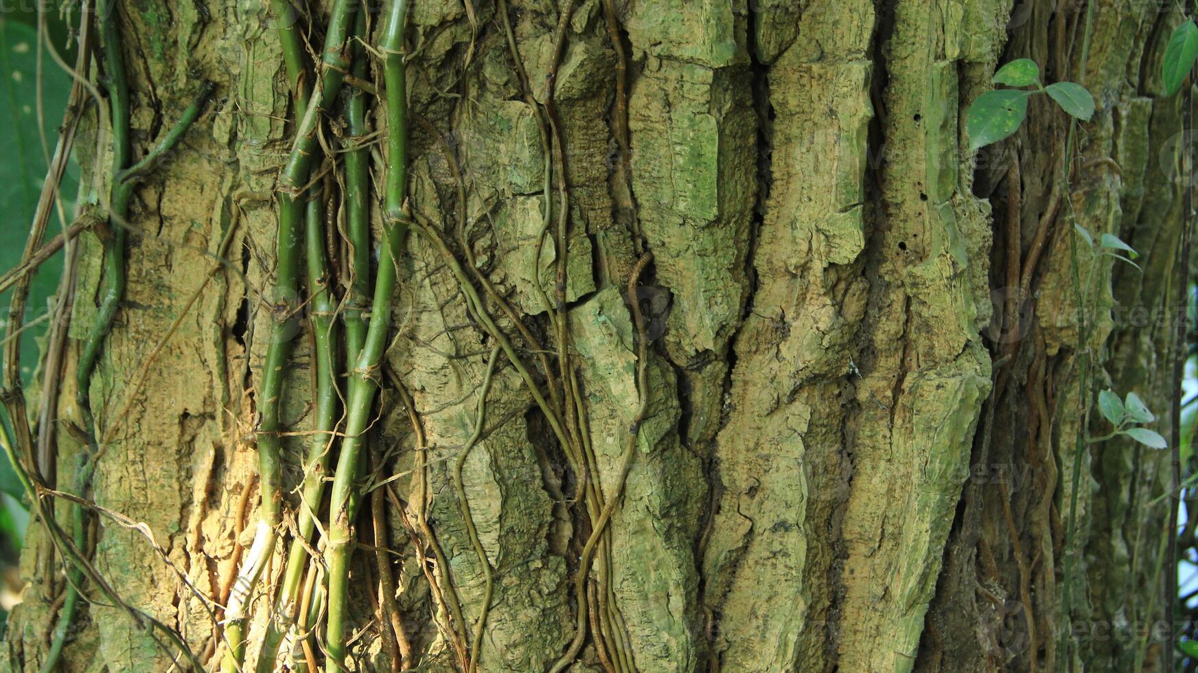 wood fiber from the bira bira tree or Alocasia macrorrhizos, macrorrhiza - Alocasia macrorrhizos, grows well seen on a sunny day photo